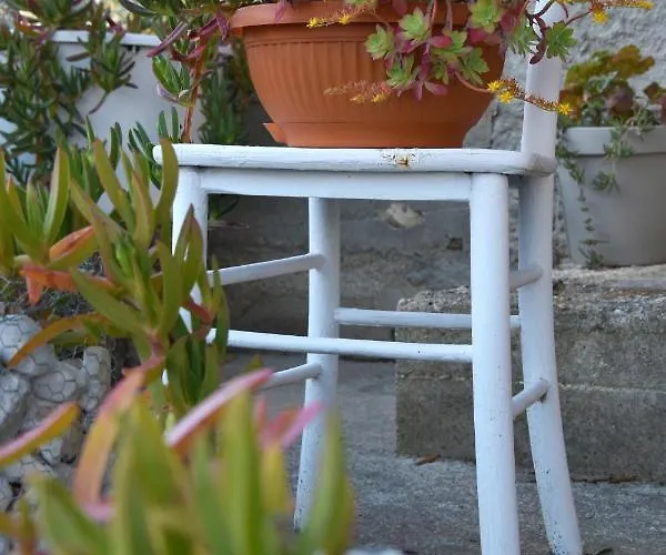 Greenvine * Zara
